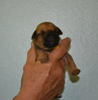 ridgeback litter